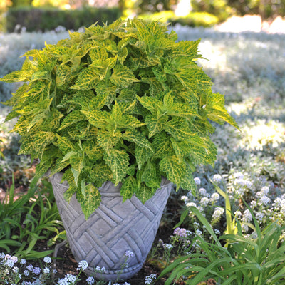 Coleus Main Street River Walk