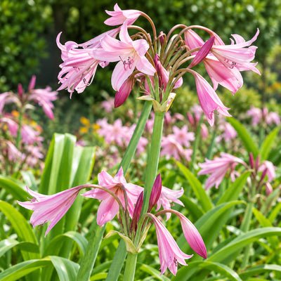 Crinum Lily Pink