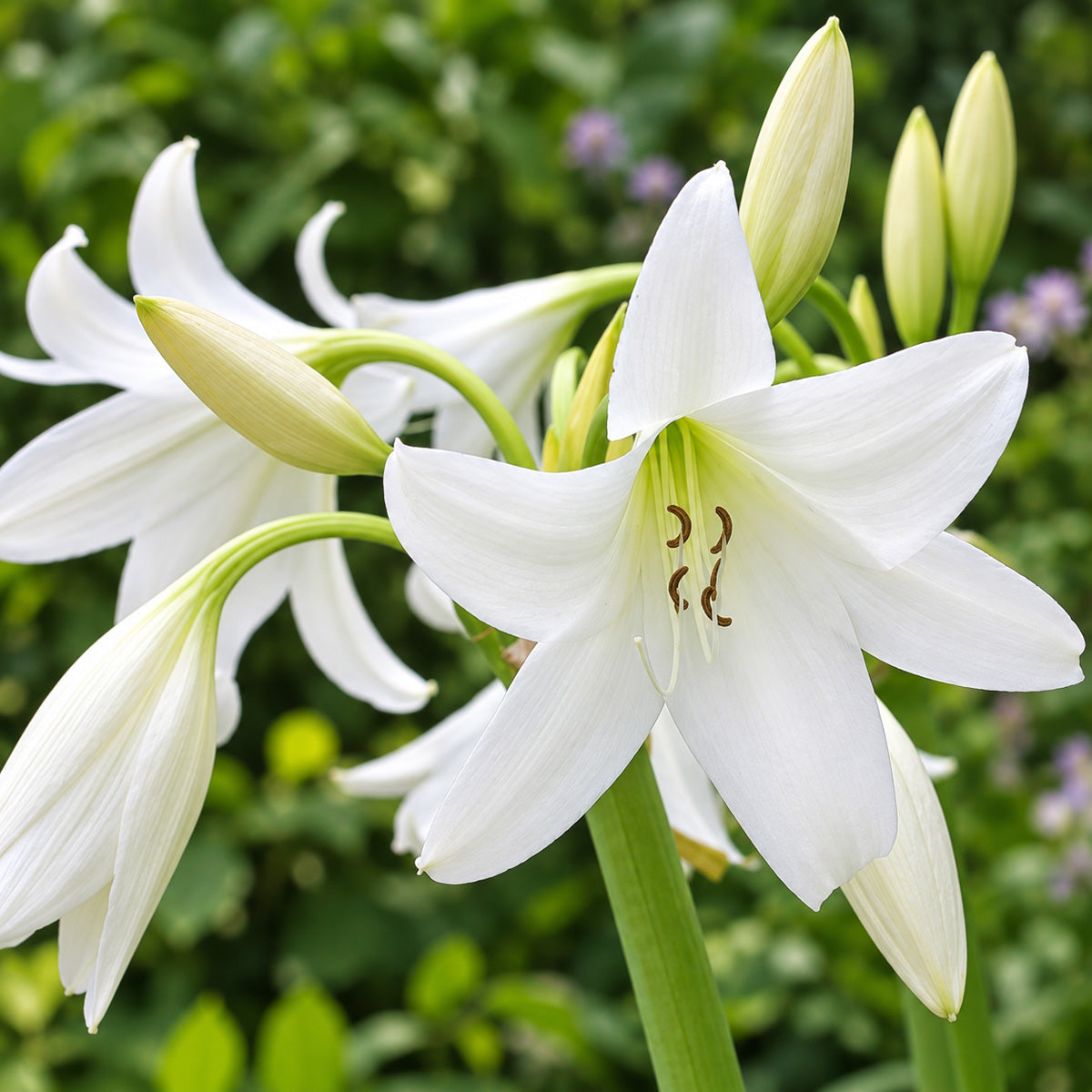 Crinum Lily White