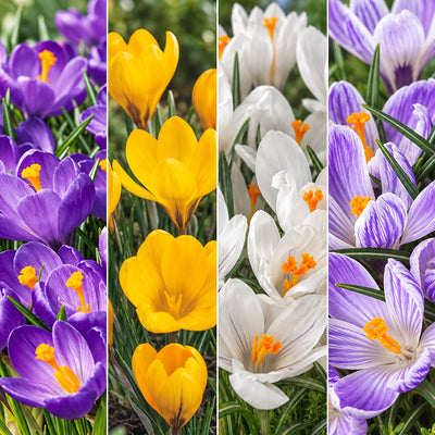 Crocus Collection
