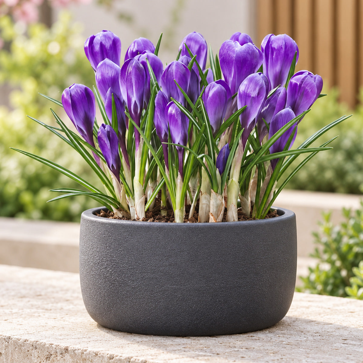 Crocus Flower Record