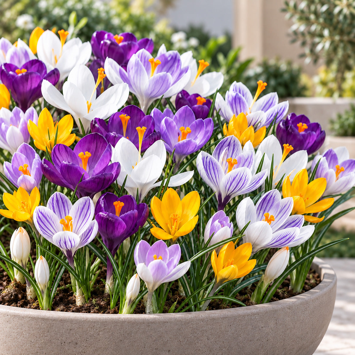 Crocus Mixed