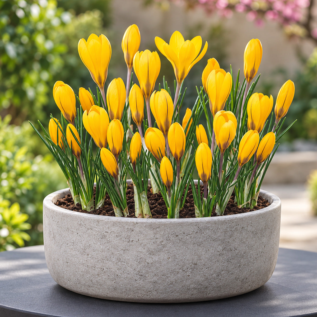 Crocus Yellow Mammoth