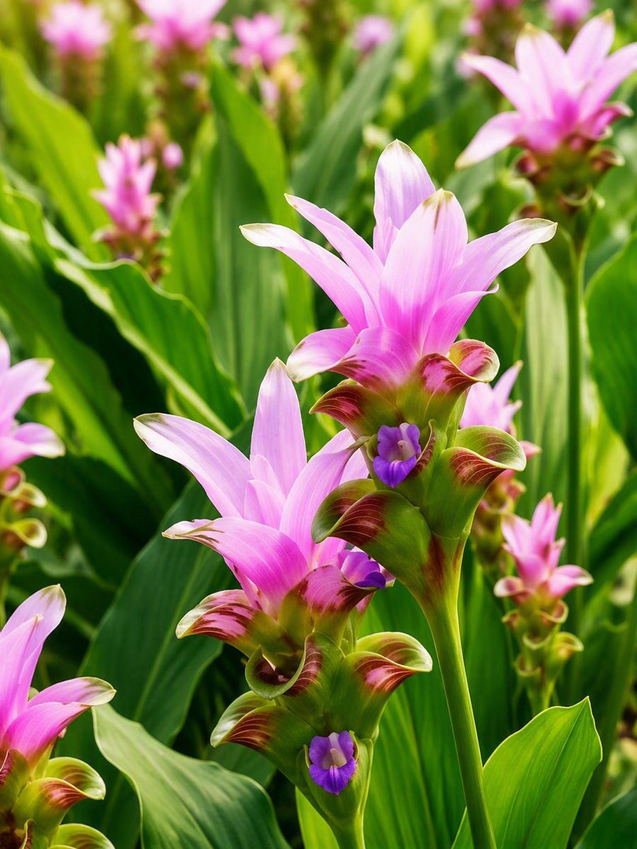 Curcuma Candy Pink