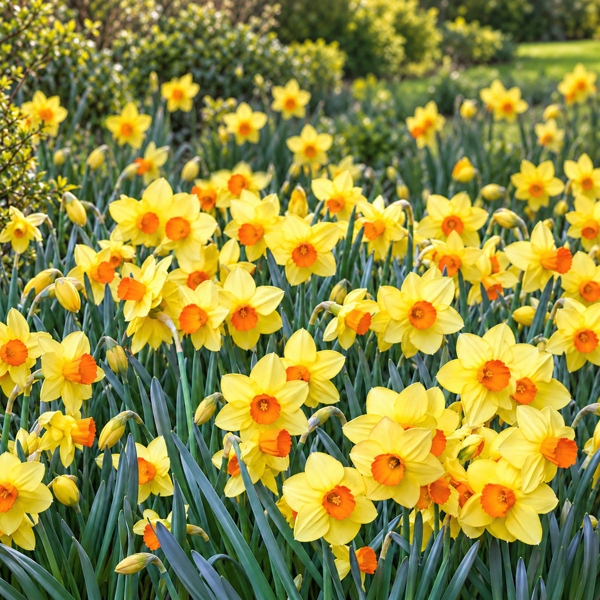 Planting Stock Daffodil Red Cup