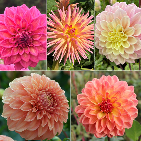 Dahlia Champagne Blush Collection