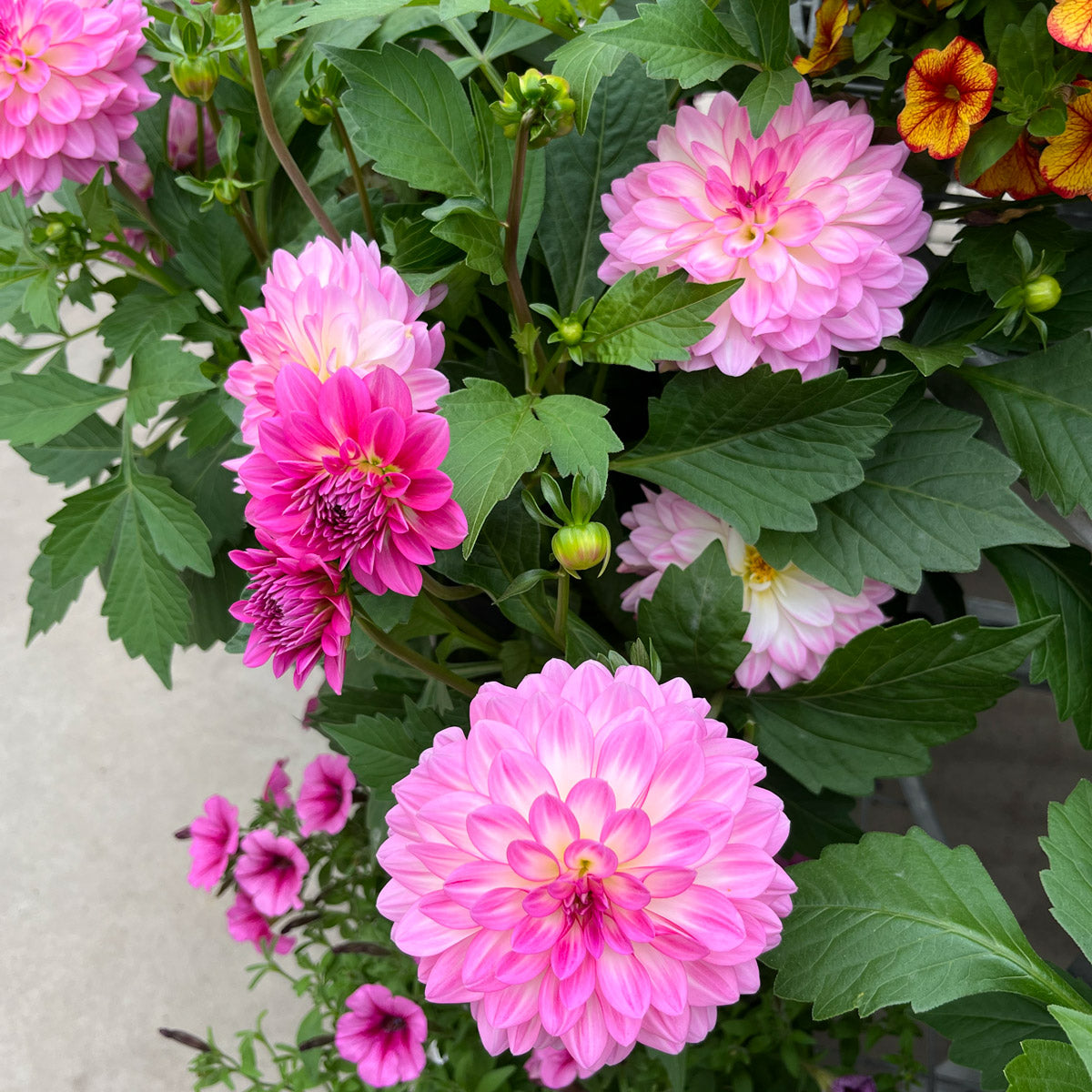 Dahlia Dalina Pink Blast