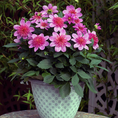 Dahlia Dalina Starburst Pink