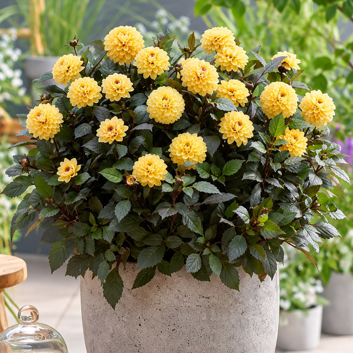 Dahlia Double Dreamy Gold