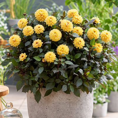 Dahlia Double Dreamy Gold