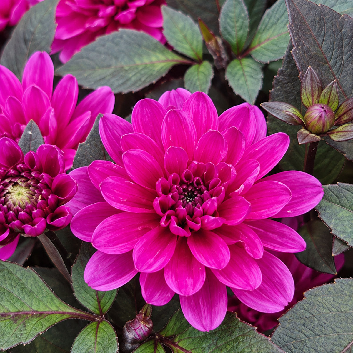 Dahlia Double Dreamy Lilac