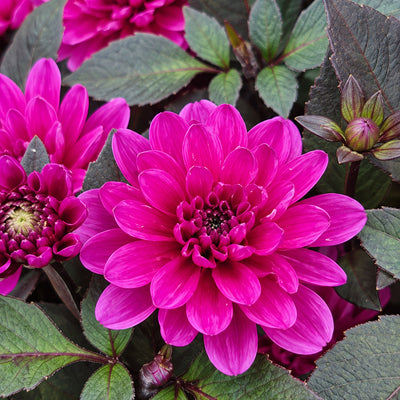 Dahlia Double Dreamy Lilac