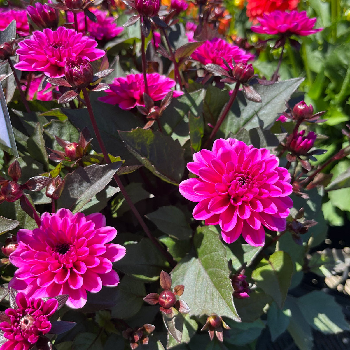 Dahlia Double Dreamy Lilac