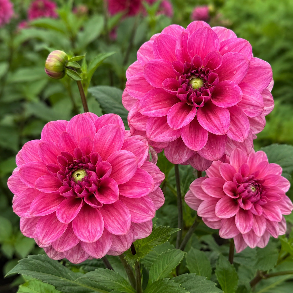 Dahlia Dusty Rose