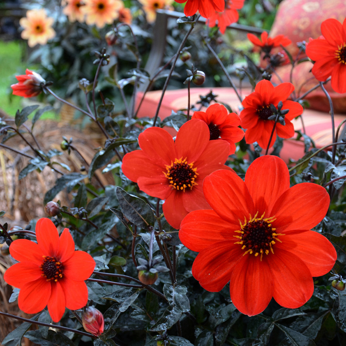 Dahlia Mystic Enchantment