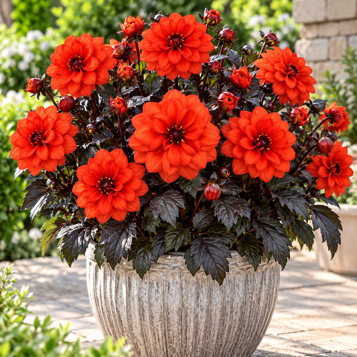 Dahlia City Lights Orange