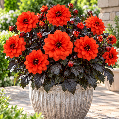 Dahlia City Lights Orange