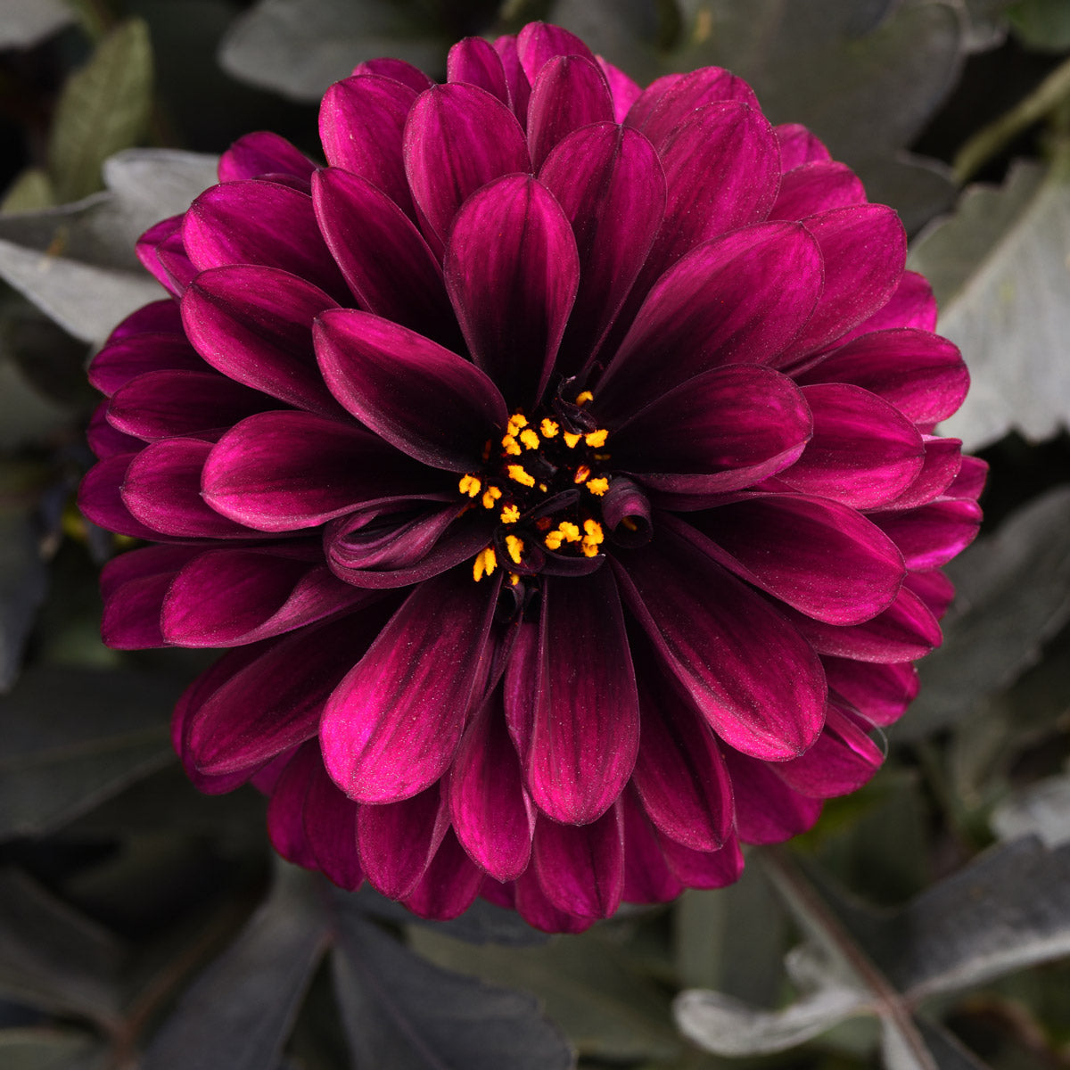 Dahlia City Lights Purple