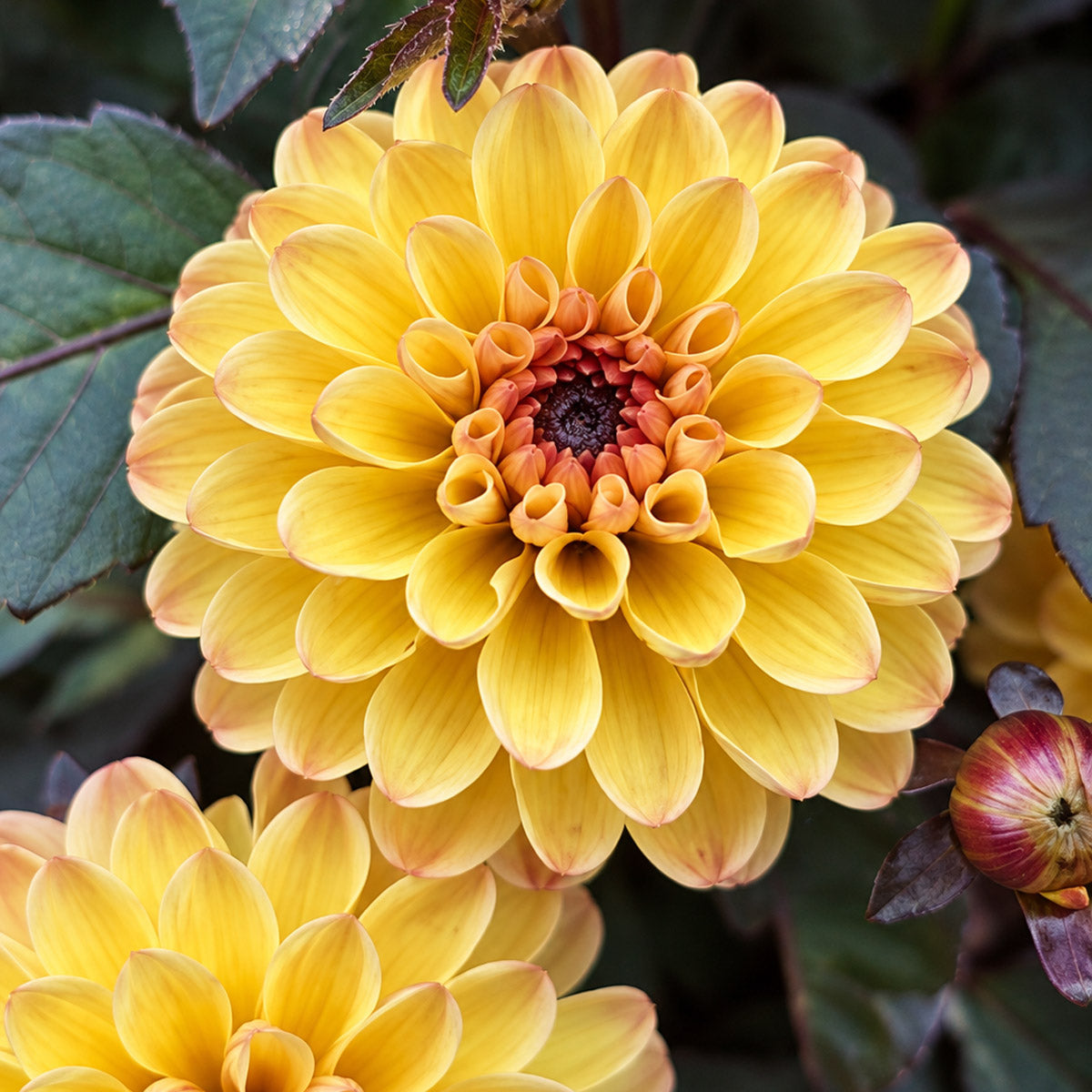 Dahlia Double Dreamy Gold