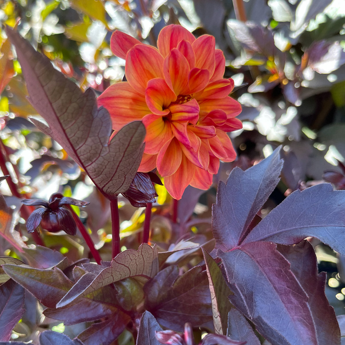 Dahlia Dreamy Inspire