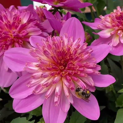 Dahlia Dalina Starburst Pink