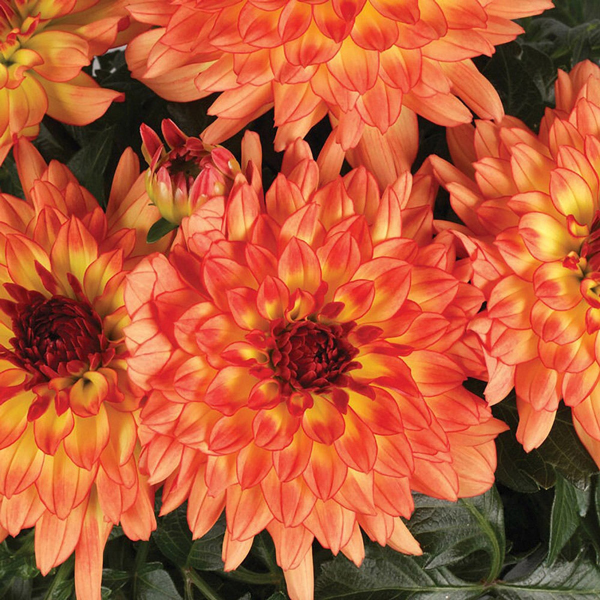 Dahlia Dalina Tequila