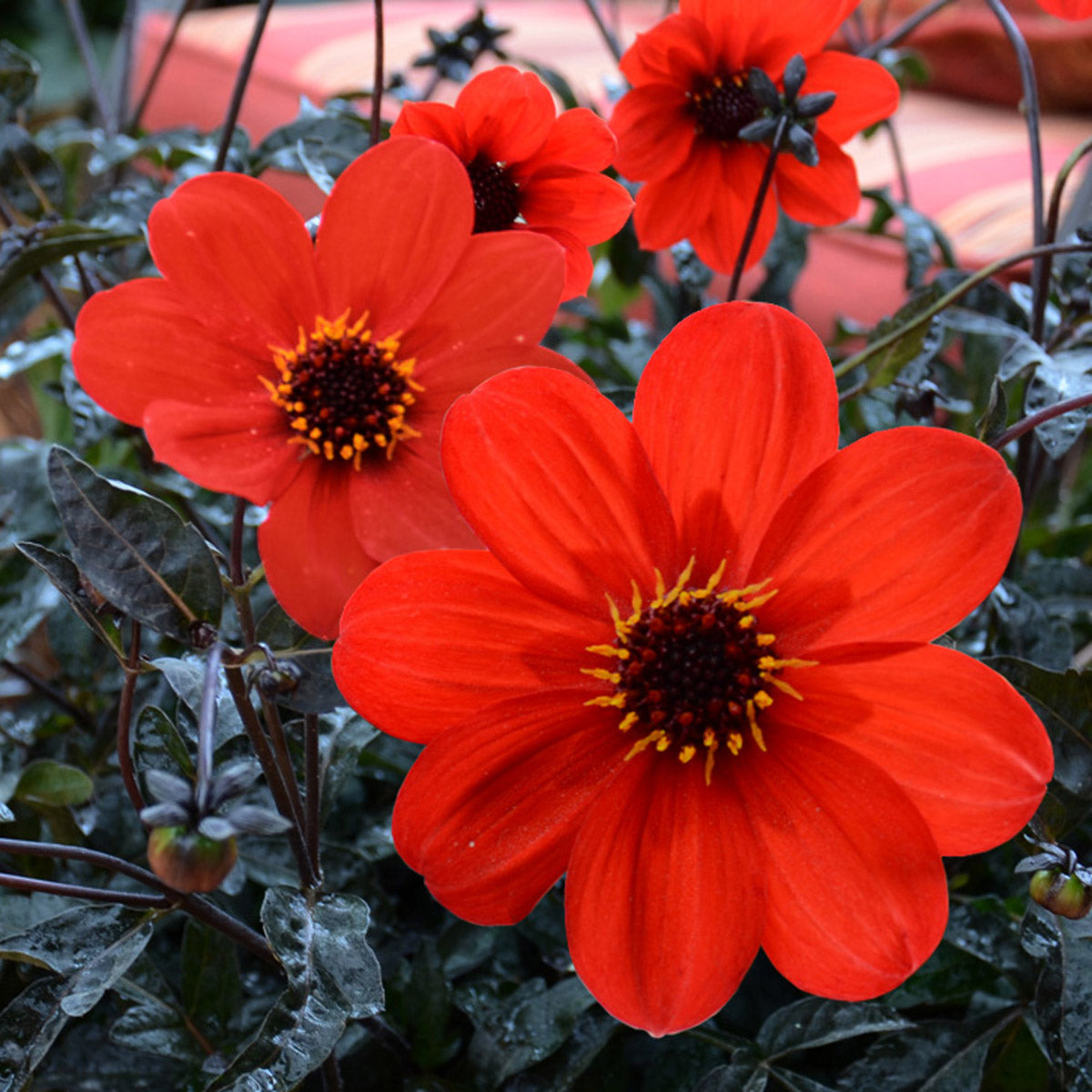 Dahlia Mystic Enchantment