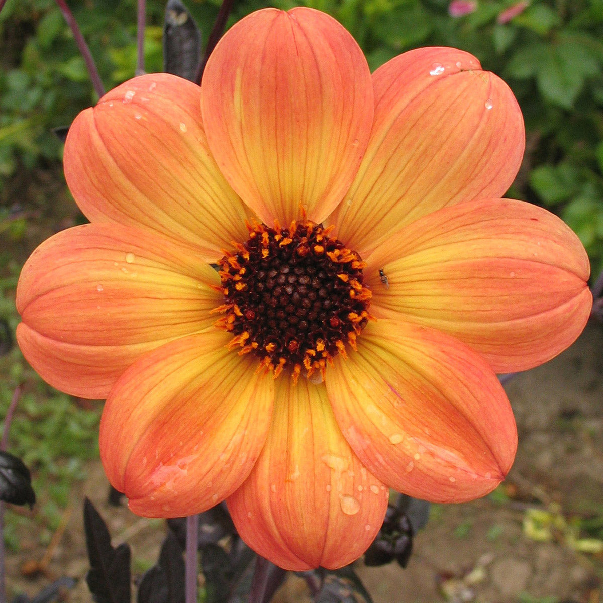 Dahlia Mystic Haze