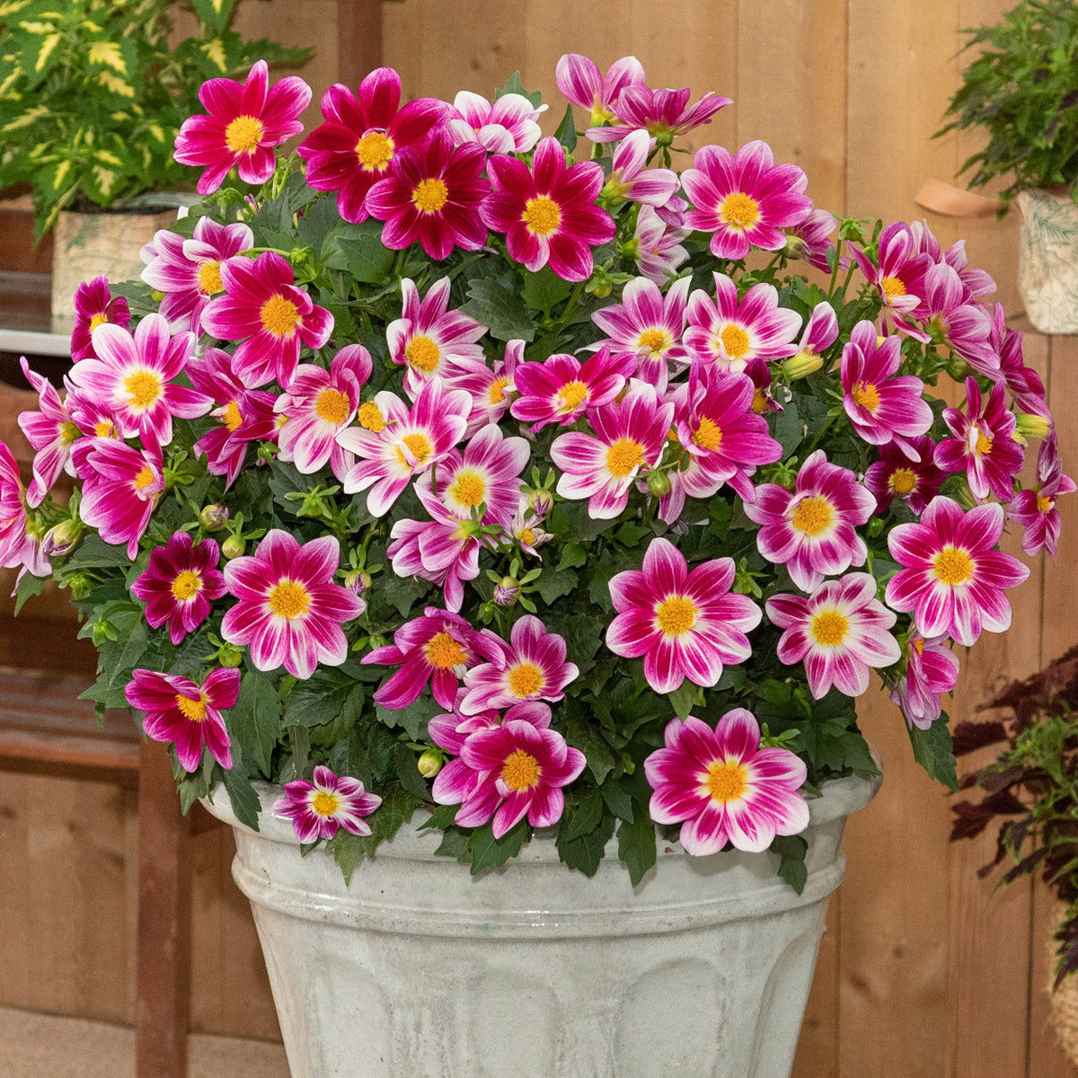 Dahlia Summer Bees Purple Bicolor
