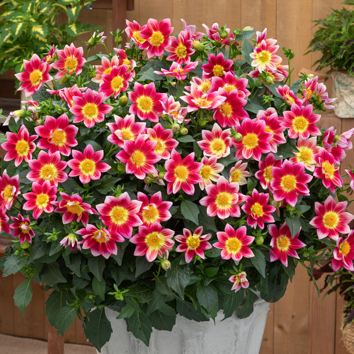 Dahlia Summer Bees Red Bicolor