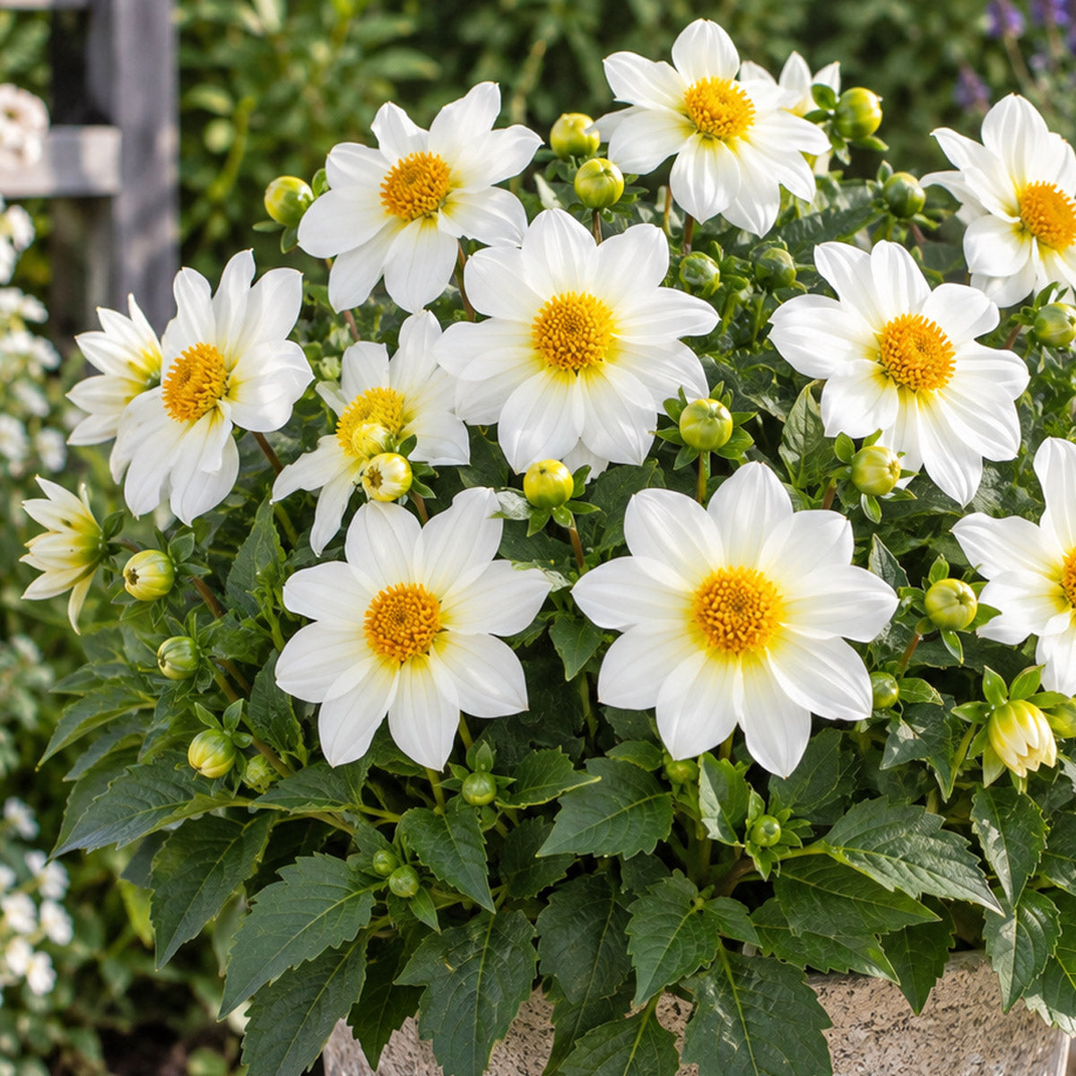 Dahlia Summer Bees White