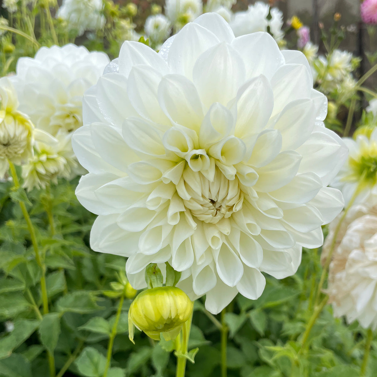 Dahlia Snow Princess