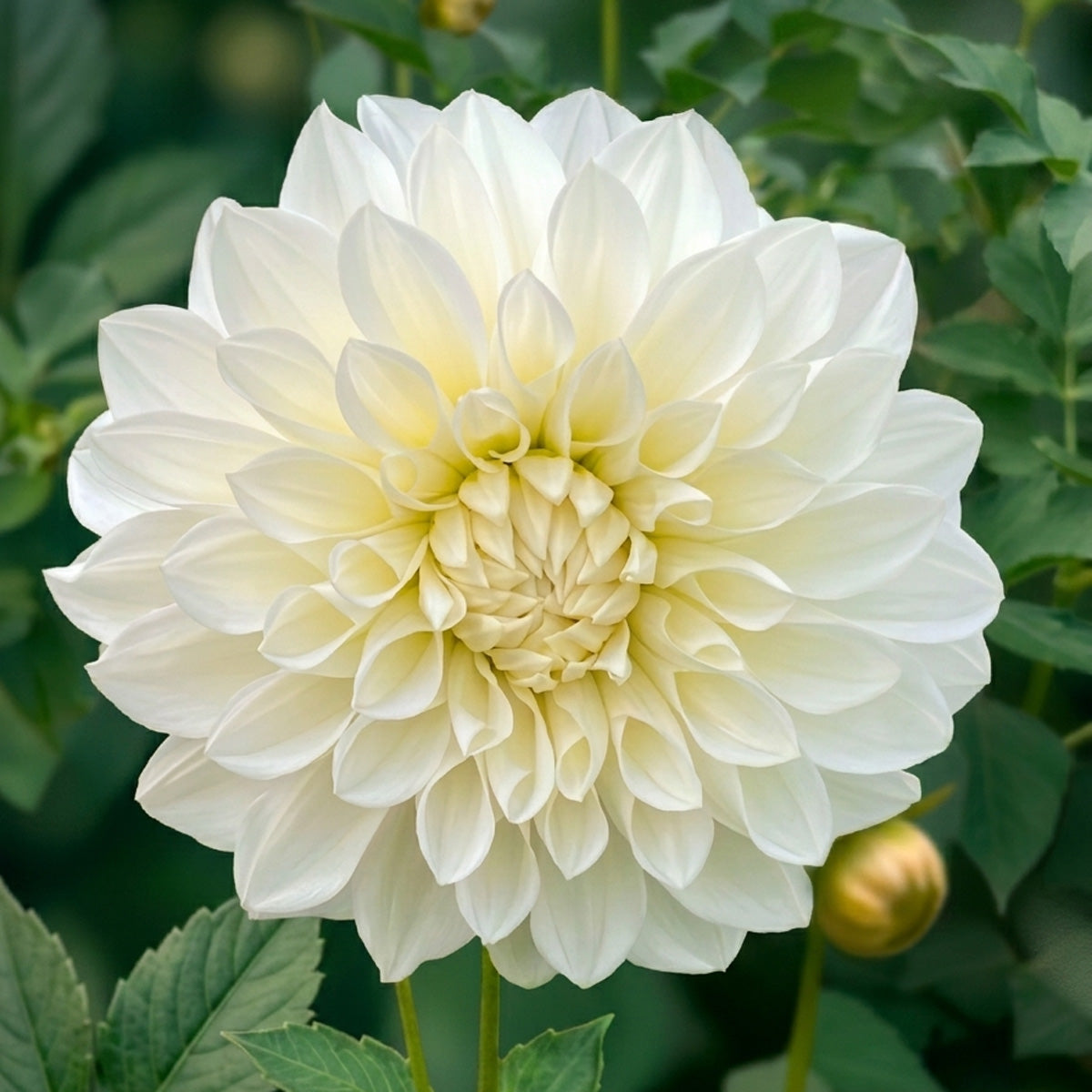 Dahlia Snow Princess