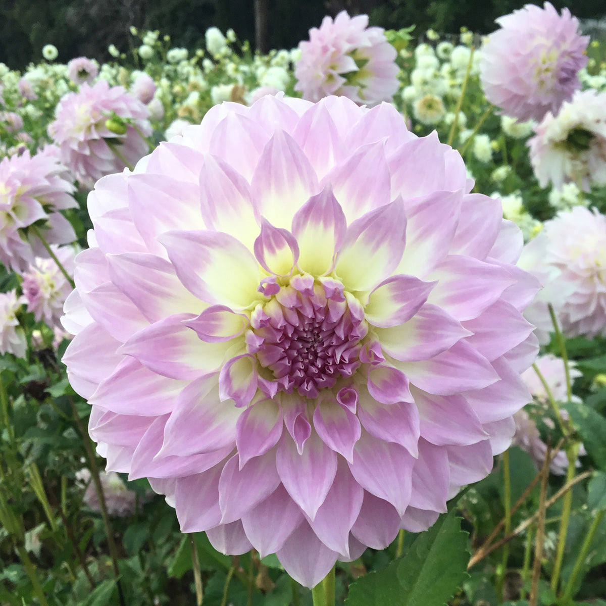 Dahlia Annes Delight