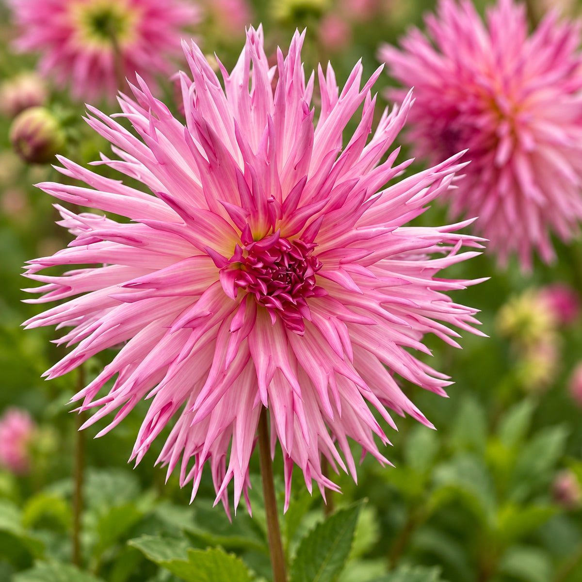 Dahlia Aitari Picardy
