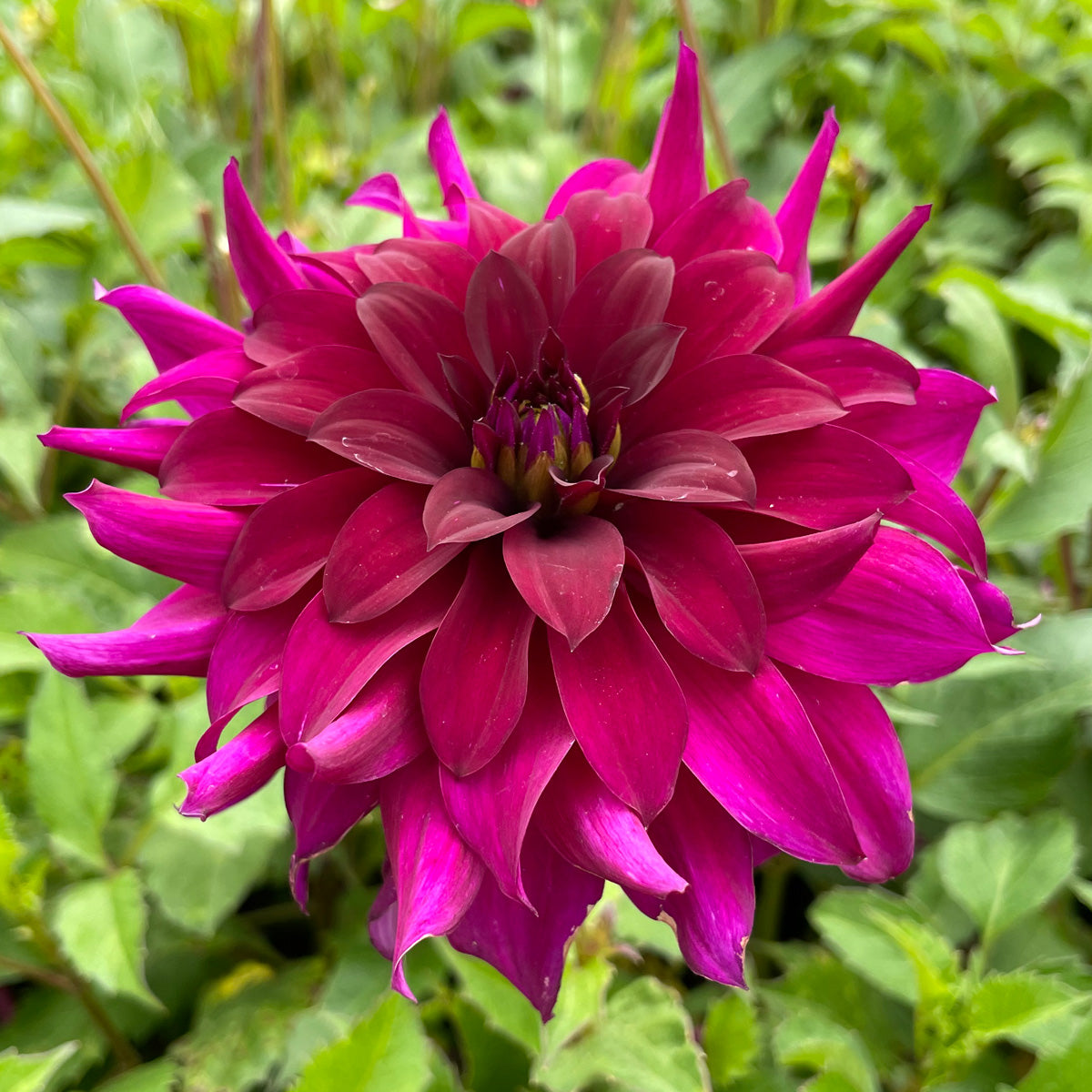 Dahlia Black Embers