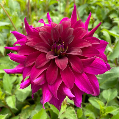 Dahlia Black Embers