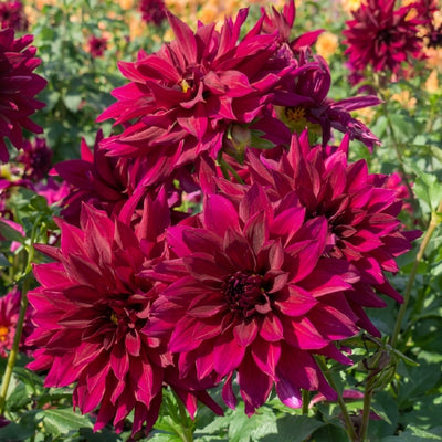 Dahlia Black Embers