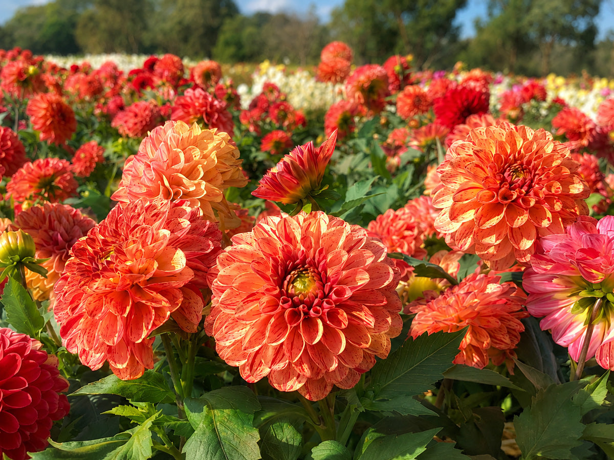 Dahlia Bushfire