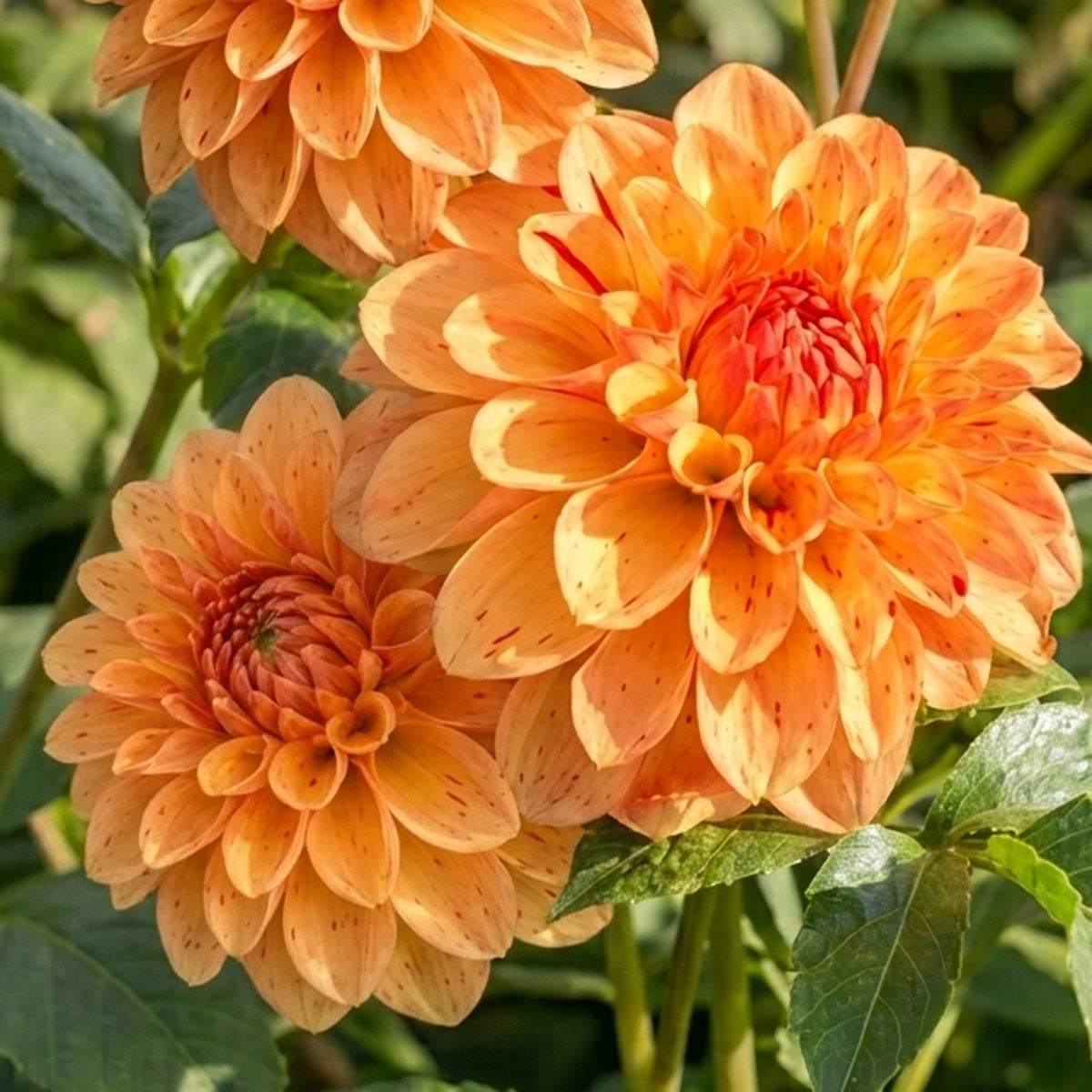 Dahlia Candyman