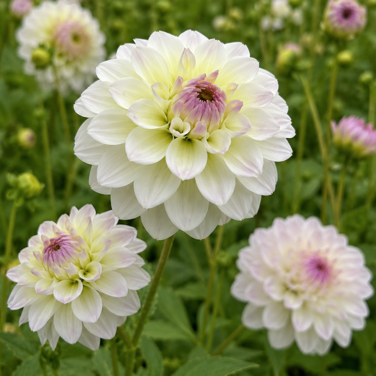 Dahlia Cloe