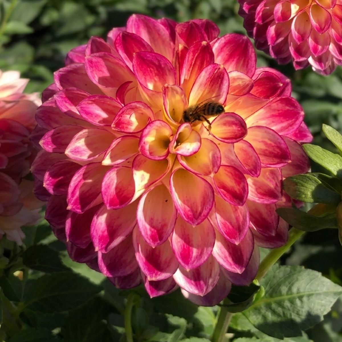 Dahlia First Prize
