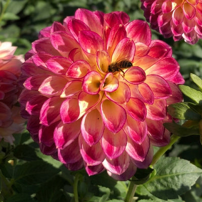 Dahlia First Prize