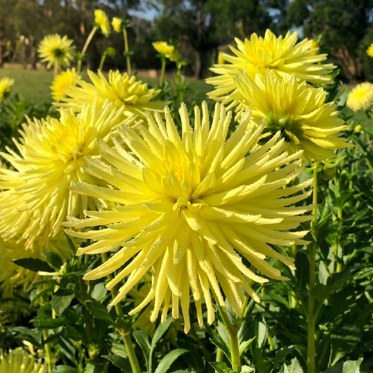 Dahlia Gay Bright Eyes
