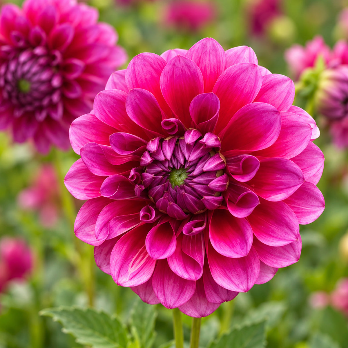 Dahlia Gelati