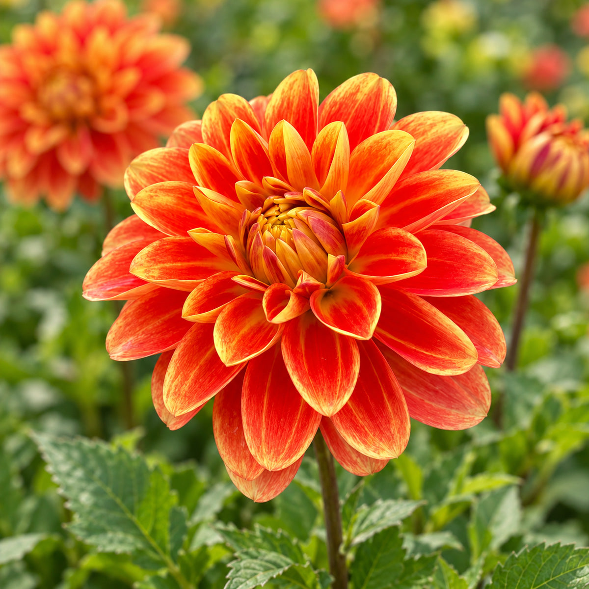 Dahlia Hot Coals