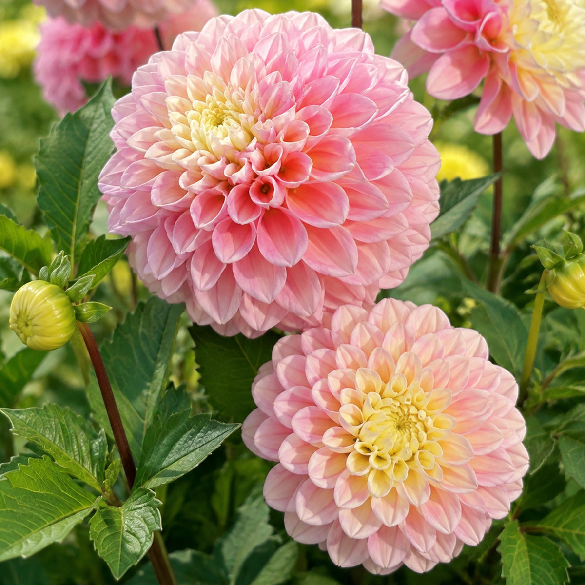 Dahlia Jody Lyn