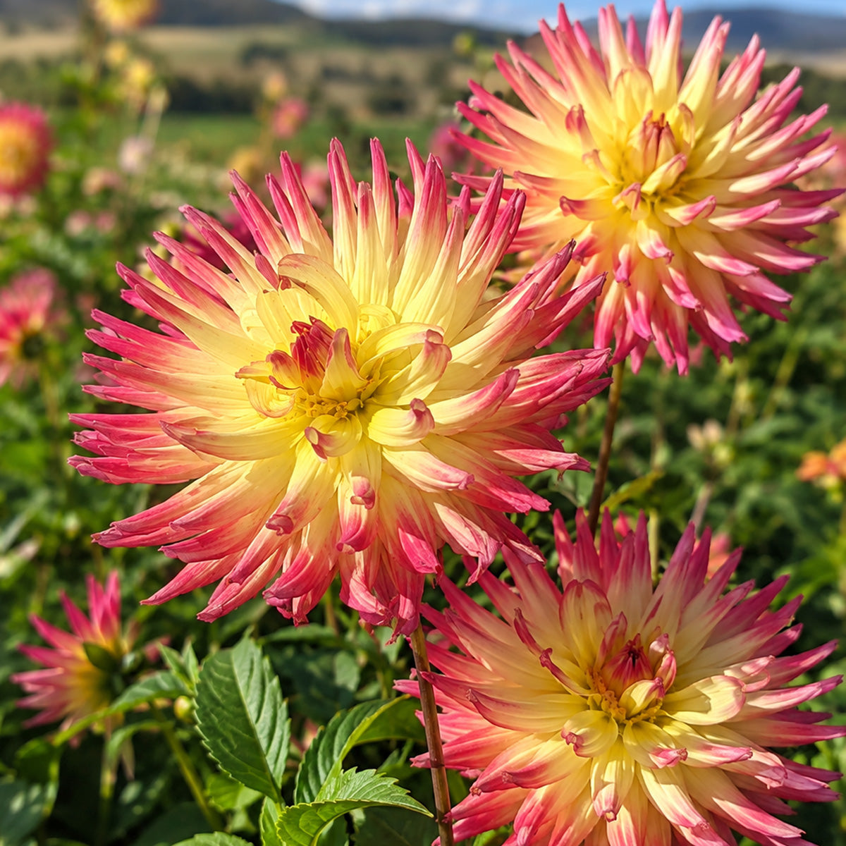 Dahlia Mountain Aurora