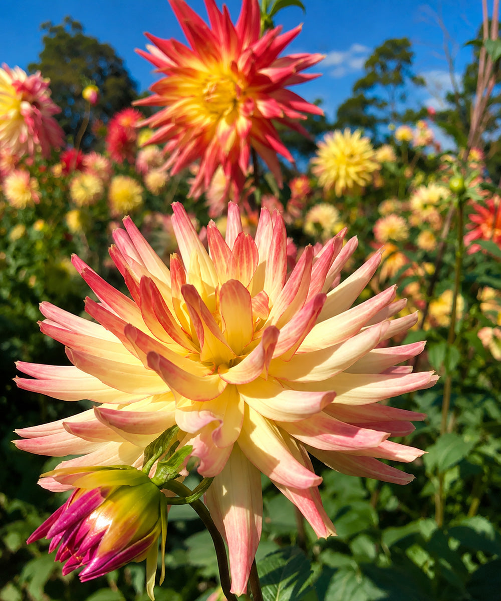 Dahlia Mountain Aurora