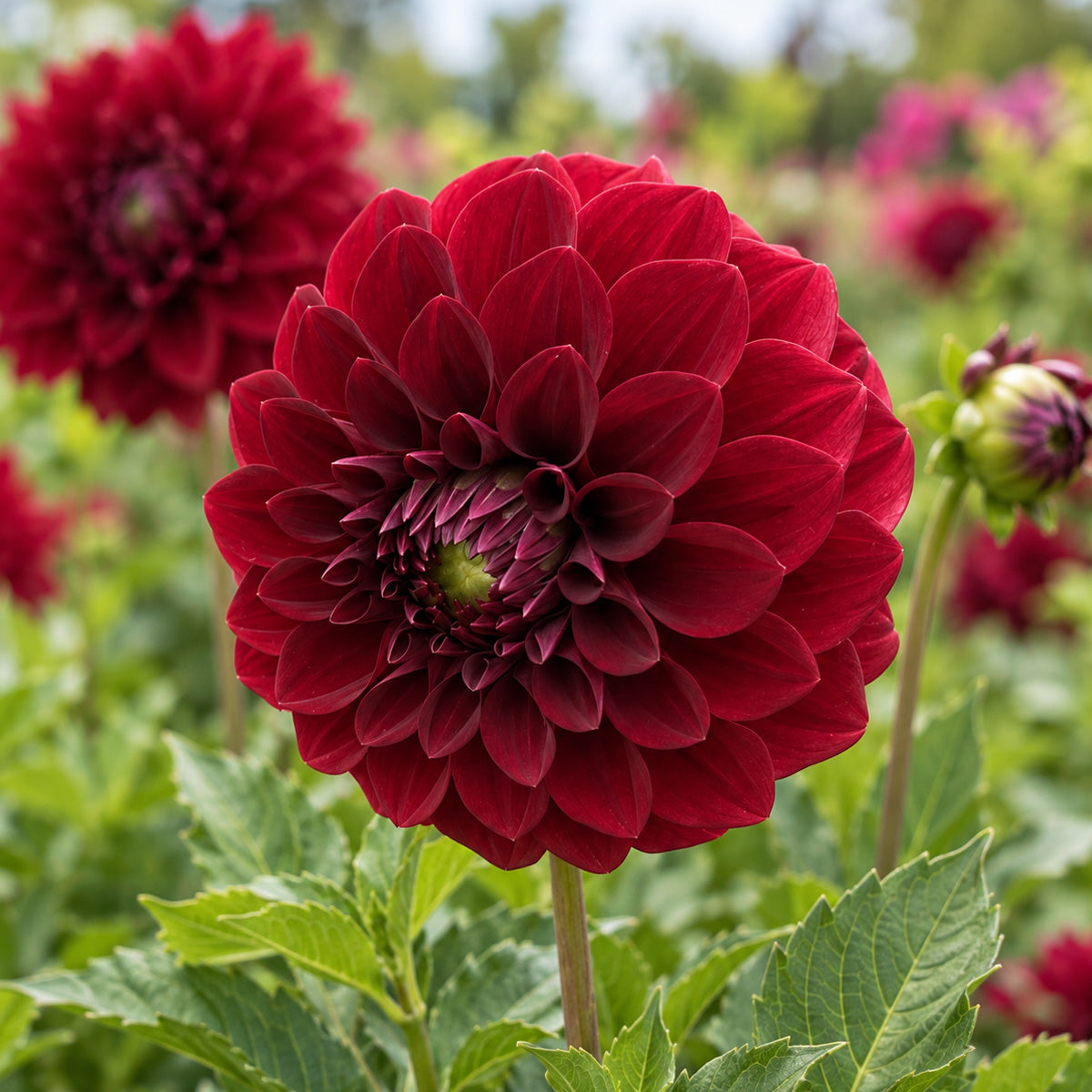 Dahlia Moulin Rouge